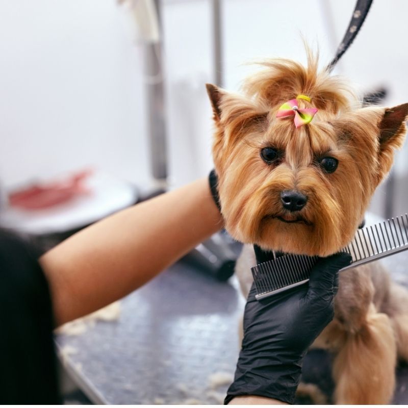 Šišanje pasa – grooming usluge Pink Paw Groom Padina