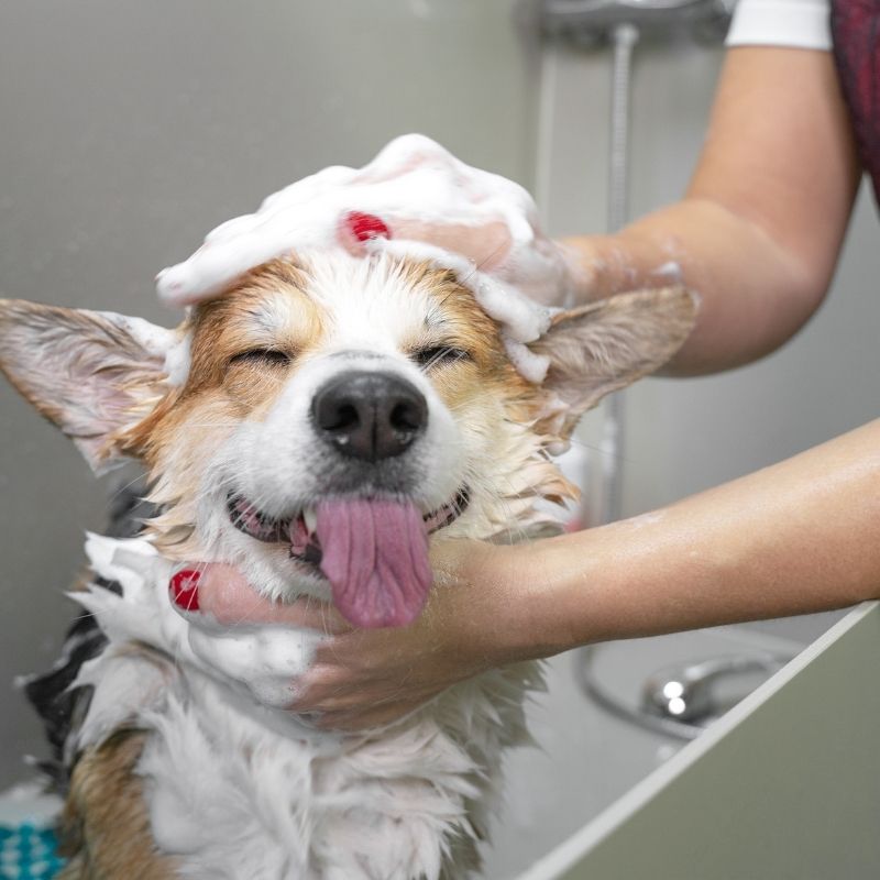 Grooming usluge za pse i mačke – kupanje pasa Pink Paw Padina