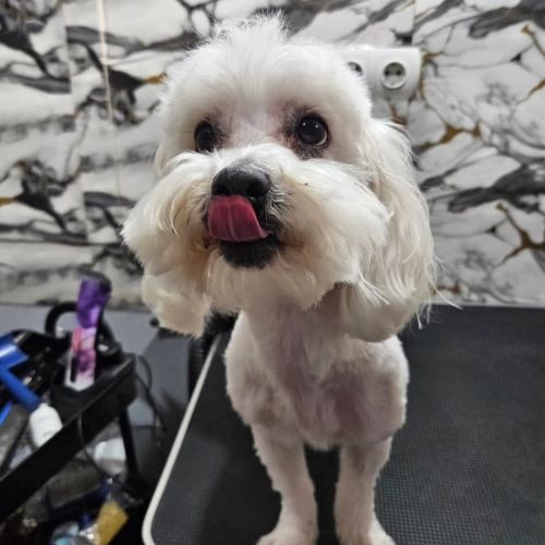 Bobi maltezer nakon šišanja u Pink Paw Groom
