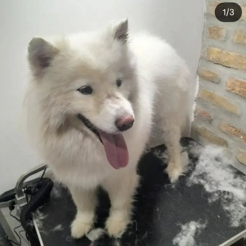 Samojed Kira tokom kupanja u Pink Paw Groom salonu