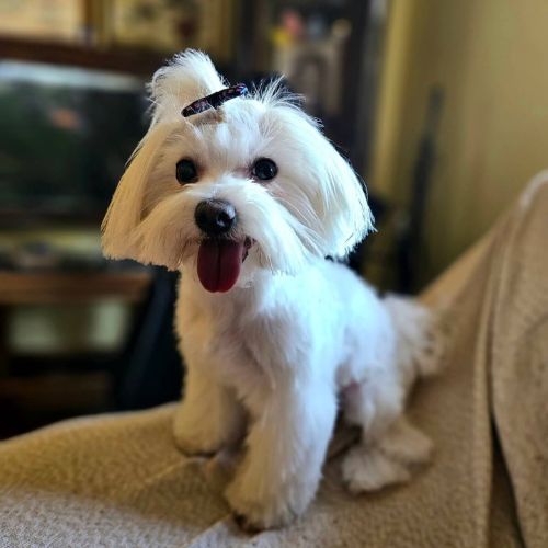 Početna | Pink Paw Groom Salon za negu pasa i mačaka u Padini