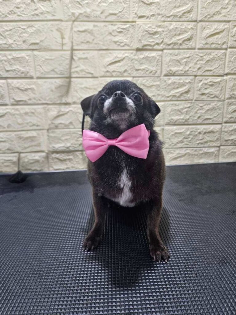 Naše šapice | Pink Paw Groom Pink paw naše šapice- čivava nakon kupanja