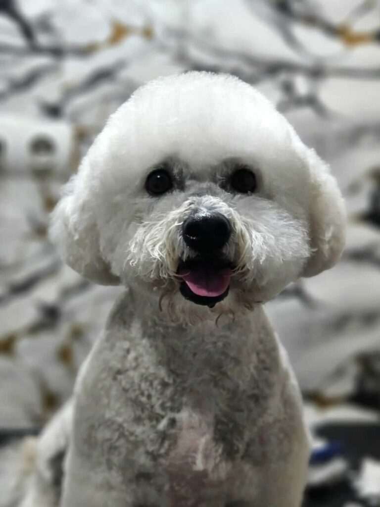 Naše šapice | Pink Paw Groom Pink Paw naše šapice- bišon nakon redovnog kupanja i šišanja