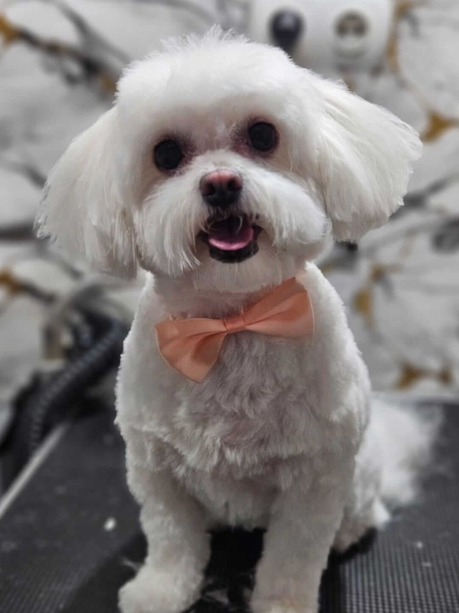 Naše šapice | Pink Paw Groom Pink Paw naše šapice – maltezer nakon šišanja u salonu Padini