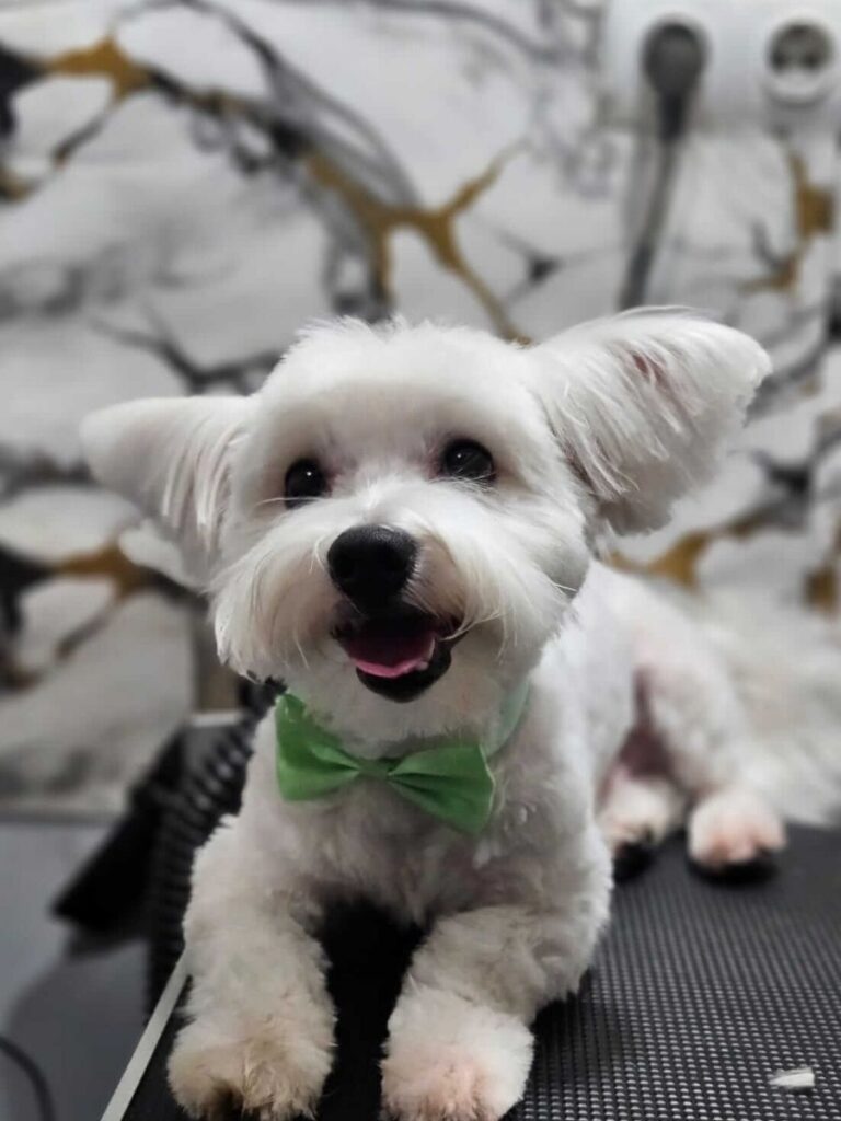 Naše šapice | Pink Paw Groom Pink Paw naše šapice -maltezer nakon šišanja