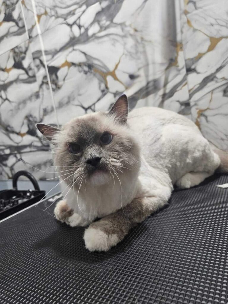Naše šapice | Pink Paw Groom Pink Paw naše šapice - ragdol mačka posle tretmana