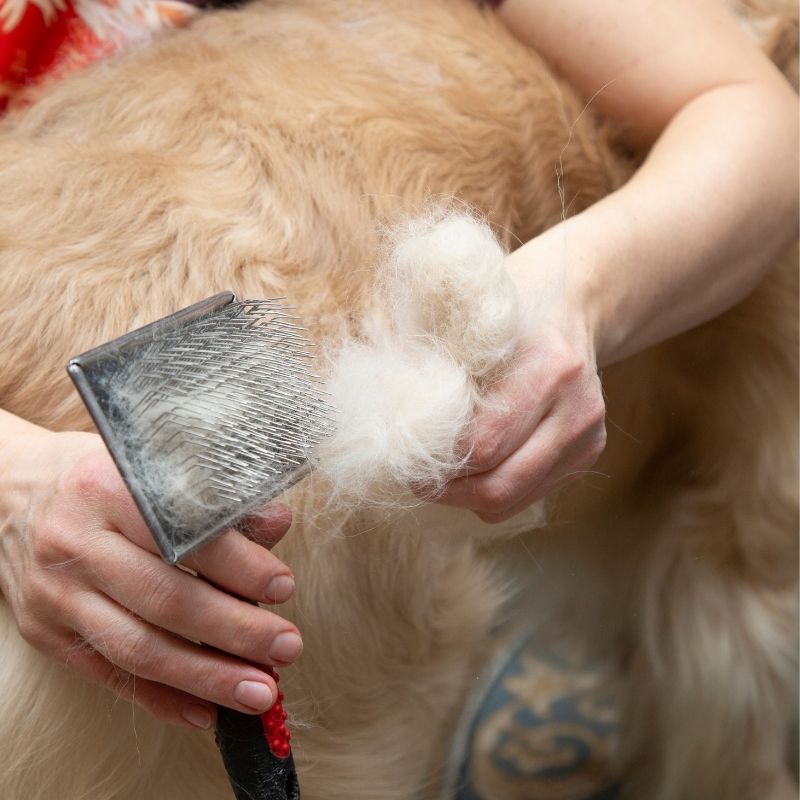 Raščešljavanje i furminiranje pasa – grooming usluge Pink Paw Kovacica