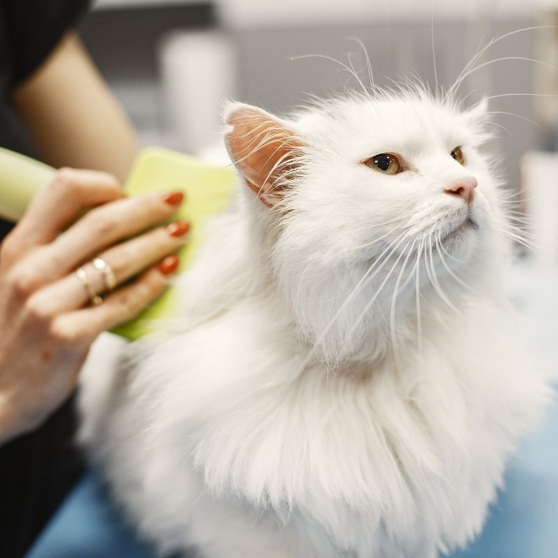 Grooming mačaka bez sedacije – grooming usluge Pink Paw Groom Padina