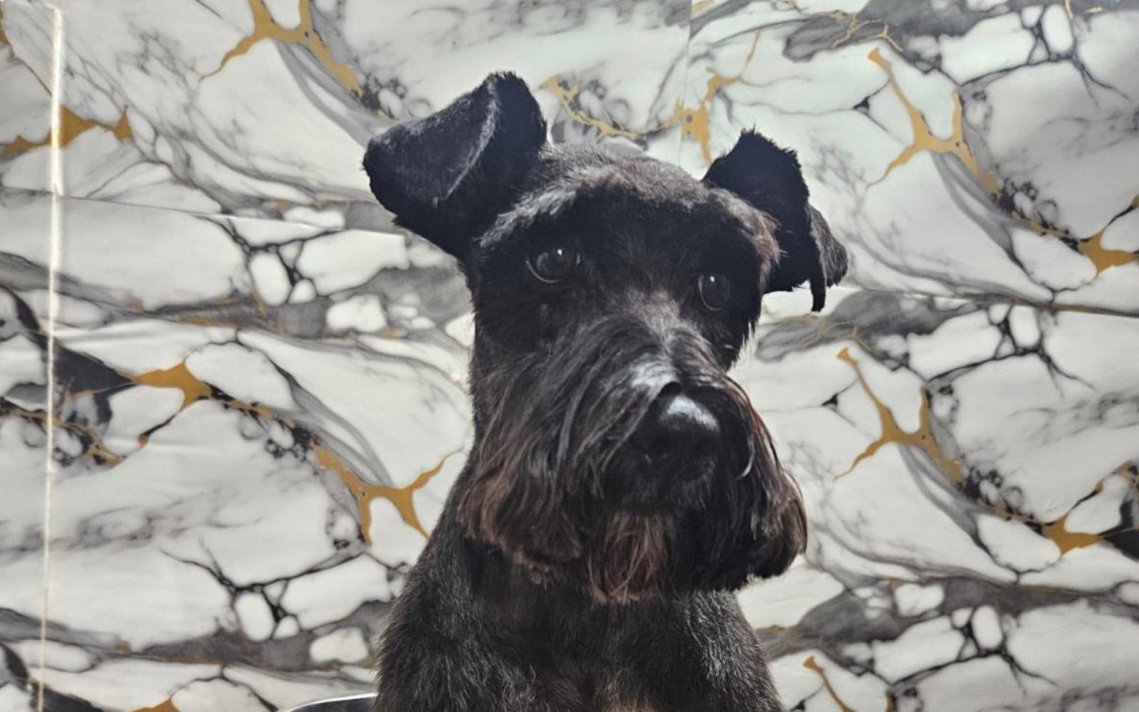 Nežna tehnika i čist prostor – Pink Paw Grooming Padina